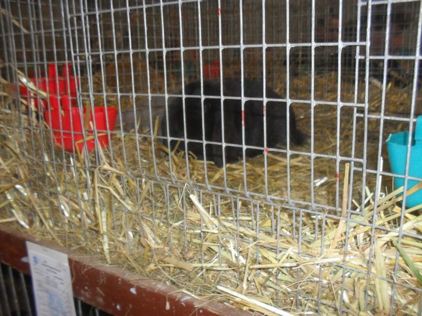  - Expozitia de masculi Germania Erfurt 2017