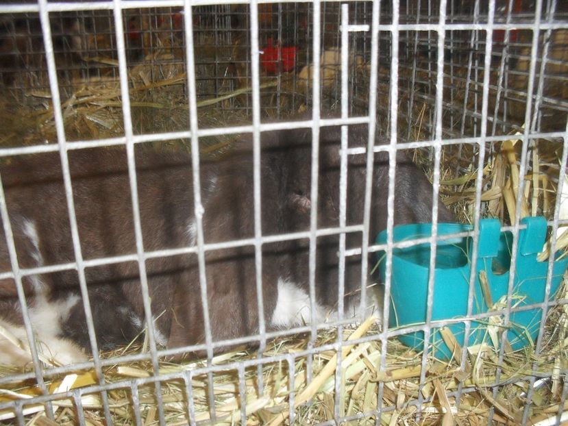  - Expozitia de masculi Germania Erfurt 2017