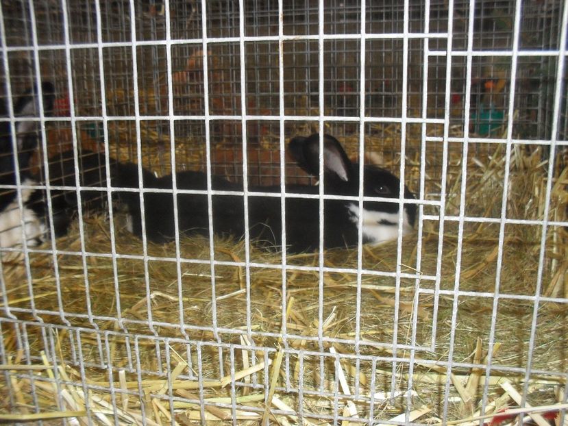  - Expozitia de masculi Germania Erfurt 2017