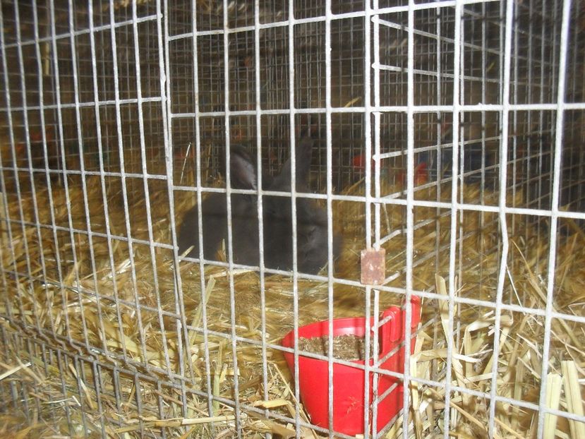  - Expozitia de masculi Germania Erfurt 2017