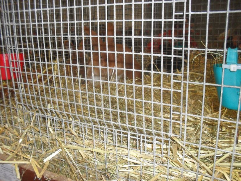  - Expozitia de masculi Germania Erfurt 2017