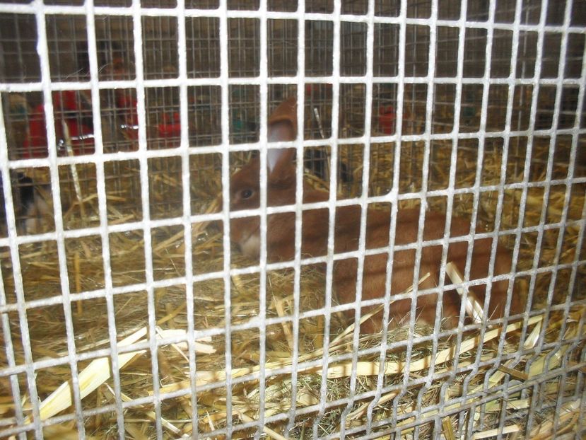  - Expozitia de masculi Germania Erfurt 2017