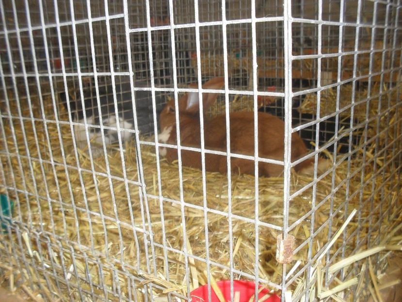  - Expozitia de masculi Germania Erfurt 2017