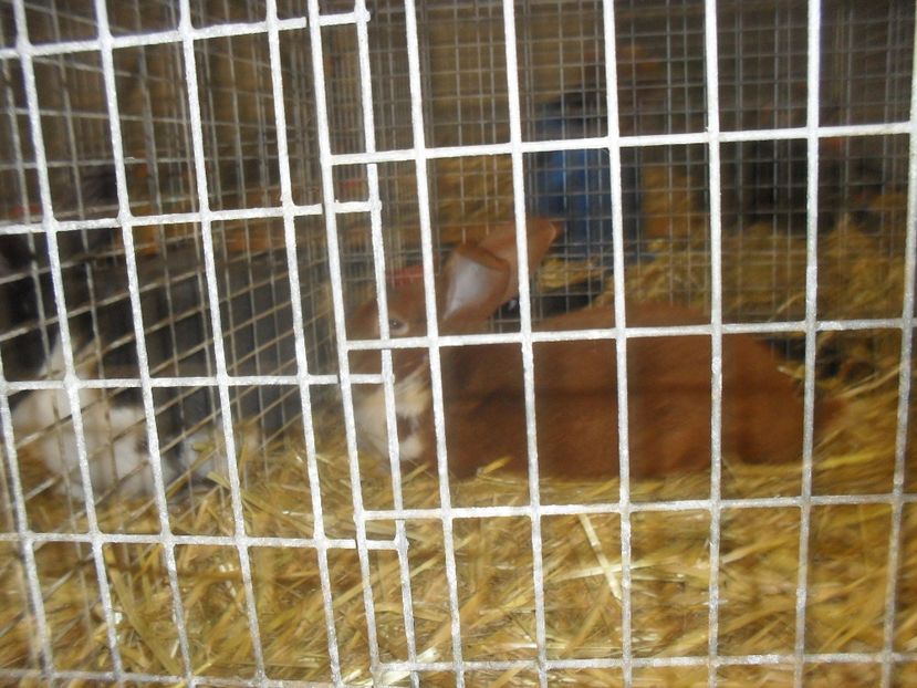  - Expozitia de masculi Germania Erfurt 2017