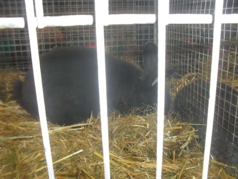  - Expozitia de masculi Germania Erfurt 2017