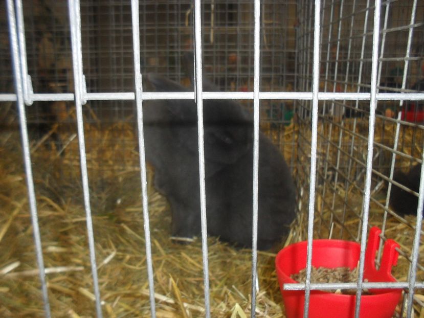  - Expozitia de masculi Germania Erfurt 2017