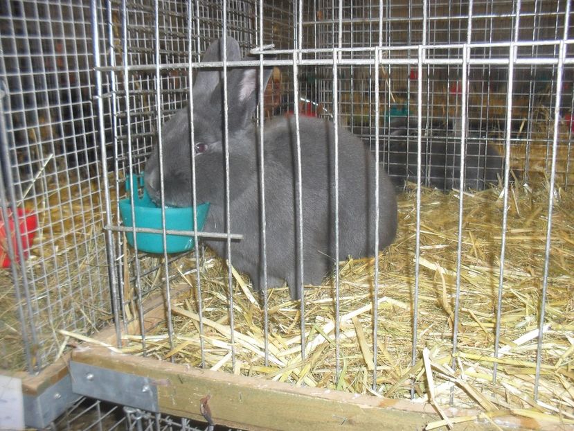  - Expozitia de masculi Germania Erfurt 2017