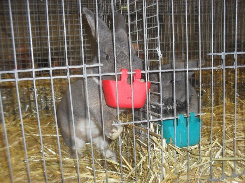  - Expozitia de masculi Germania Erfurt 2017