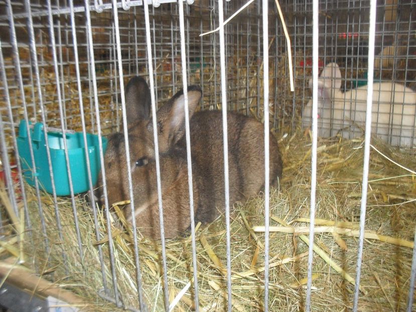  - Expozitia de masculi Germania Erfurt 2017