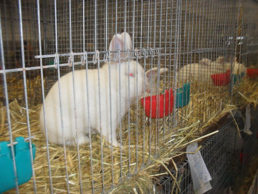  - Expozitia de masculi Germania Erfurt 2017