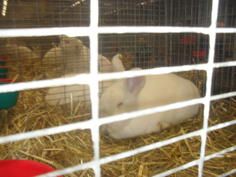  - Expozitia de masculi Germania Erfurt 2017