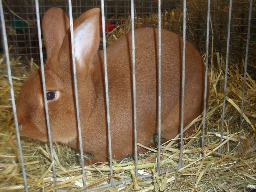  - Expozitia de masculi Germania Erfurt 2017