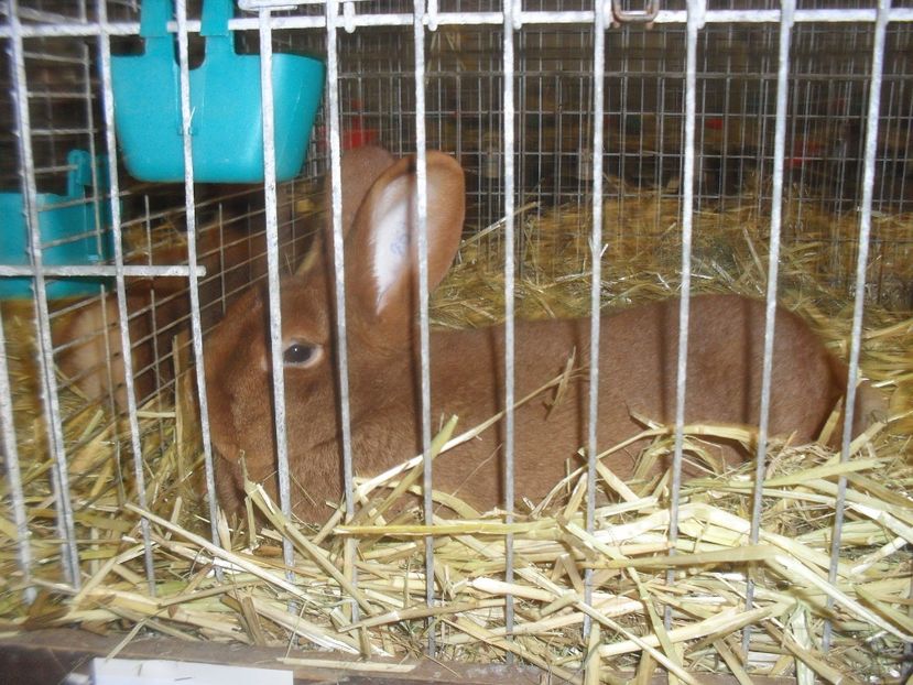  - Expozitia de masculi Germania Erfurt 2017