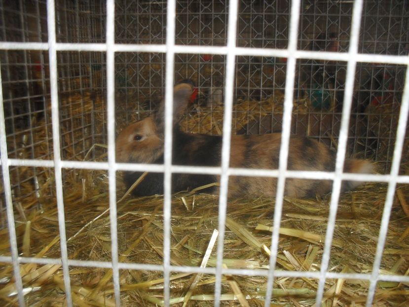  - Expozitia de masculi Germania Erfurt 2017