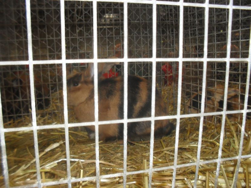  - Expozitia de masculi Germania Erfurt 2017