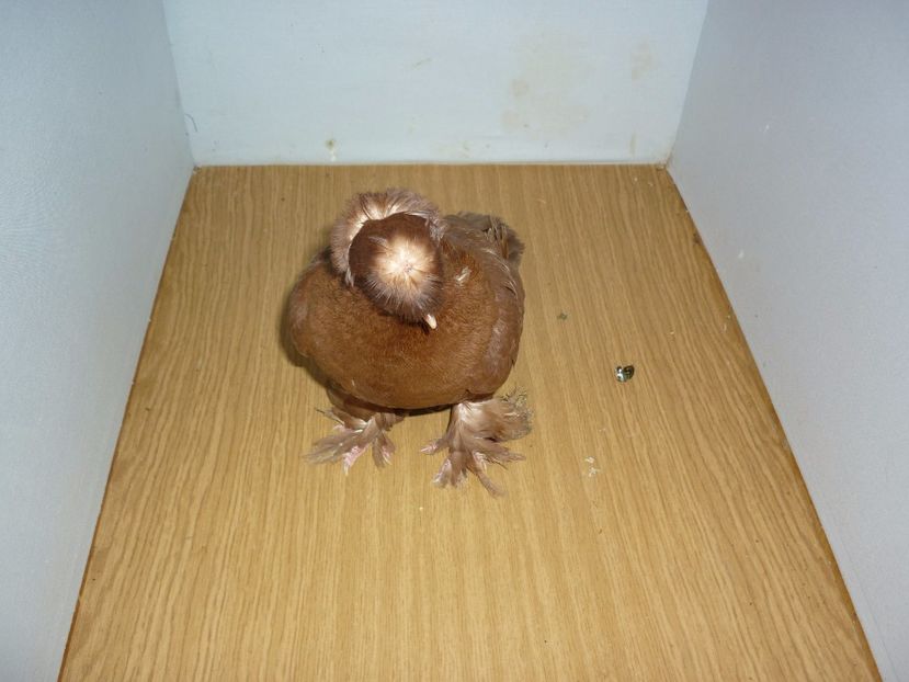 M 12255 - Jucatori de Botosani poze