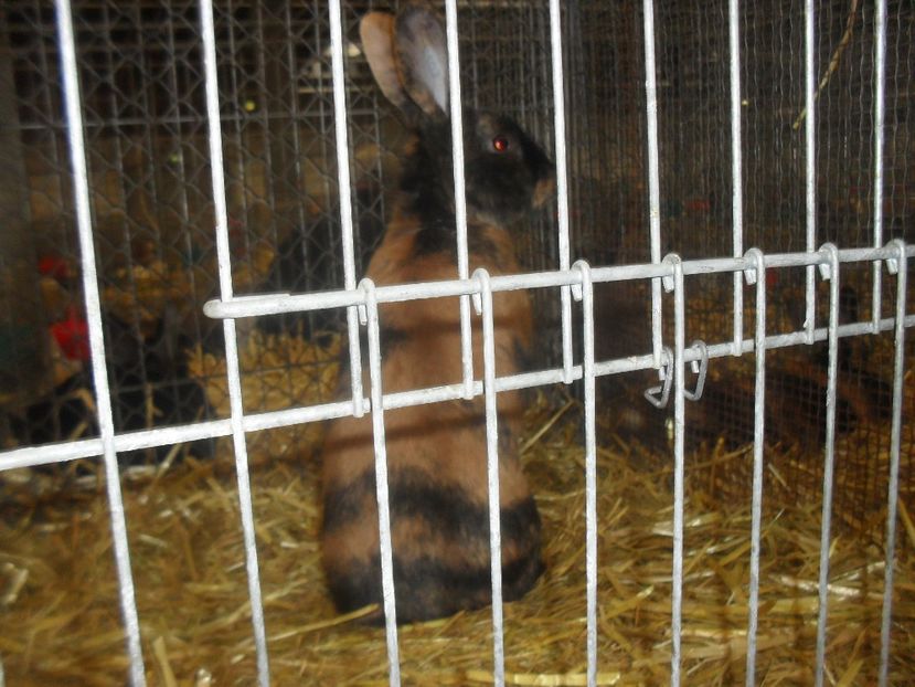  - Expozitia de masculi Germania Erfurt 2017