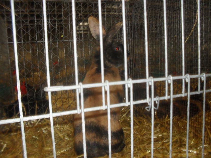  - Expozitia de masculi Germania Erfurt 2017