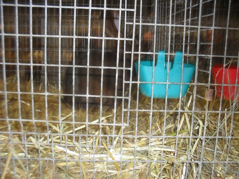  - Expozitia de masculi Germania Erfurt 2017