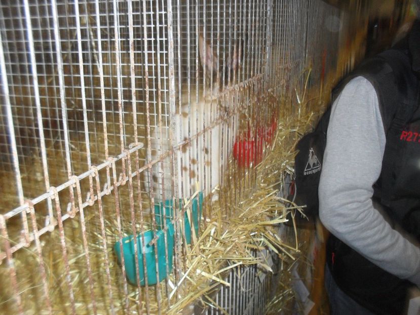  - Expozitia de masculi Germania Erfurt 2017