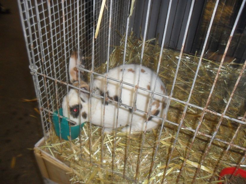  - Expozitia de masculi Germania Erfurt 2017