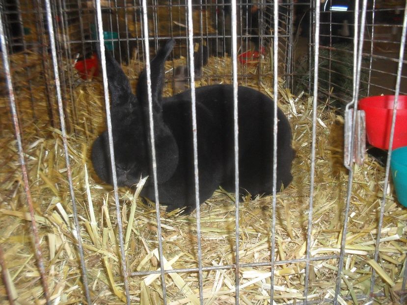  - Expozitia de masculi Germania Erfurt 2017