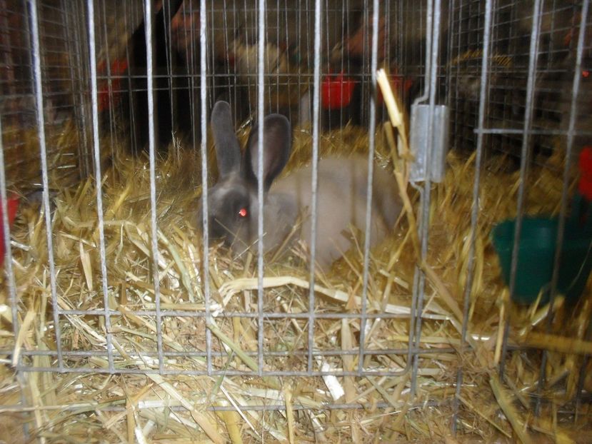  - Expozitia de masculi Germania Erfurt 2017