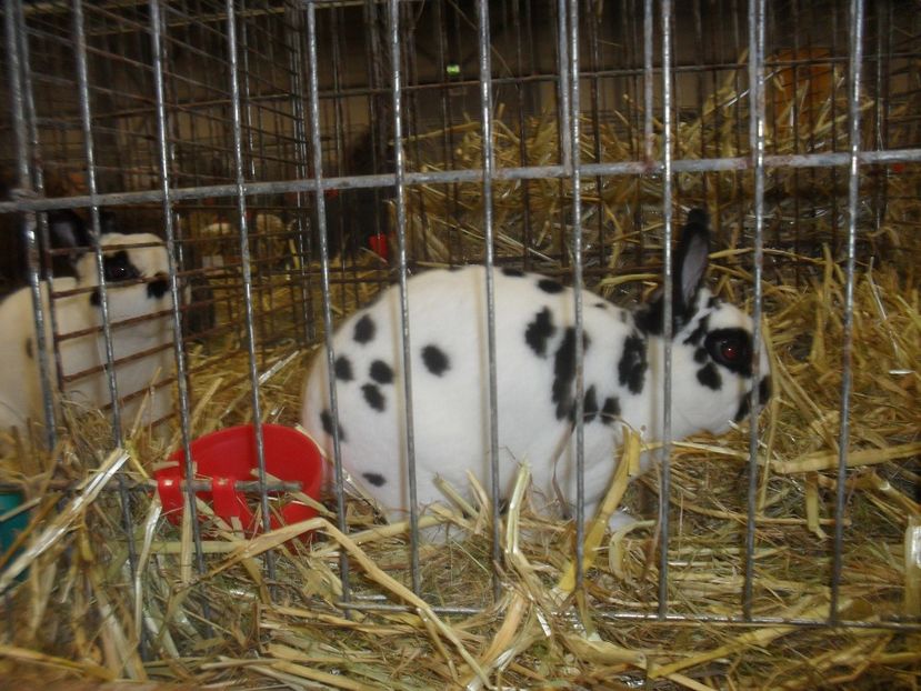  - Expozitia de masculi Germania Erfurt 2017