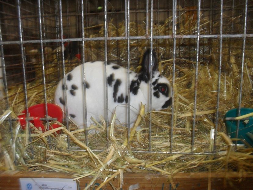  - Expozitia de masculi Germania Erfurt 2017