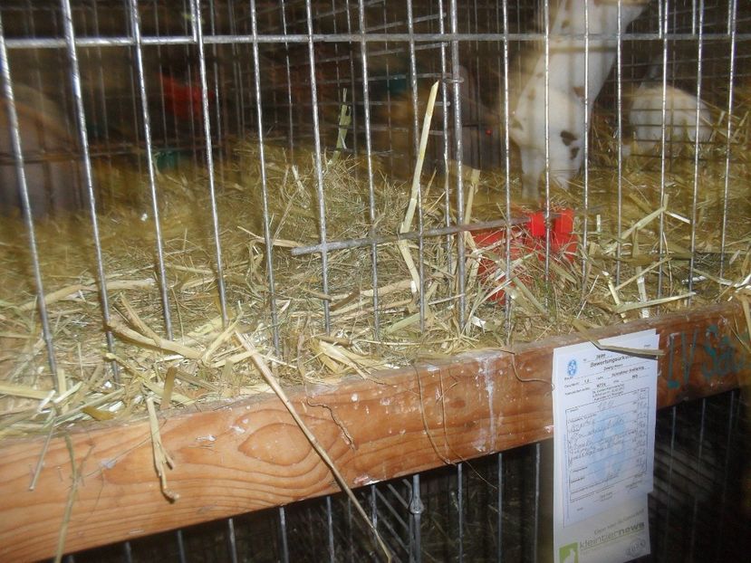  - Expozitia de masculi Germania Erfurt 2017