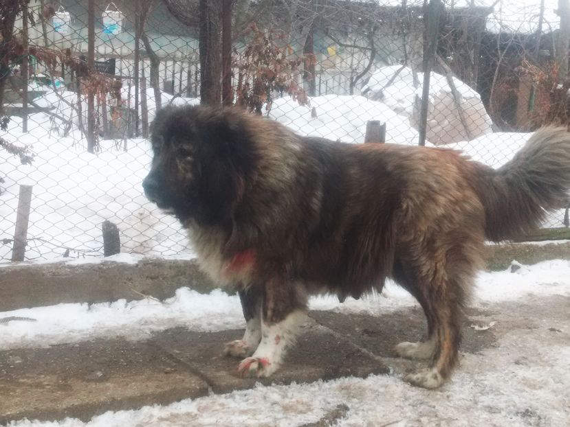 bella - caucazieni