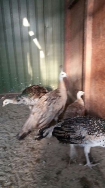 temp3 - Pauni umeri negri de vanzare