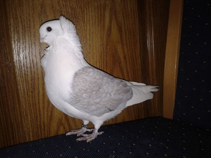 Fotografie-0146 - PESCARUSI GERMANI