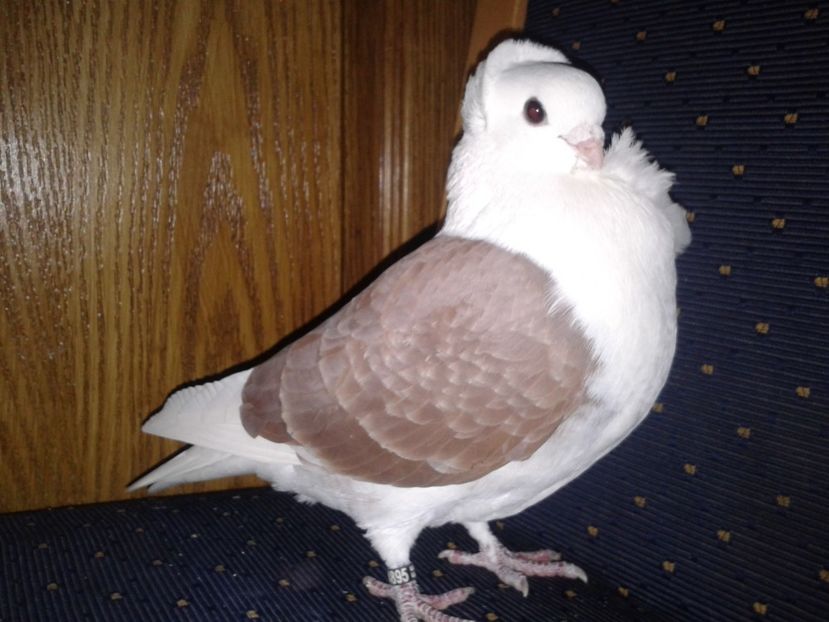 Fotografie-0166 - PESCARUSI GERMANI