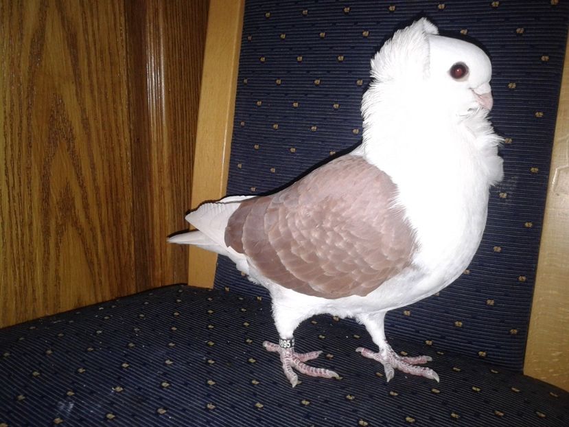 Fotografie-0164 - PESCARUSI GERMANI