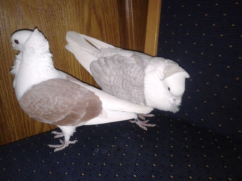 Fotografie-0137 - PESCARUSI GERMANI