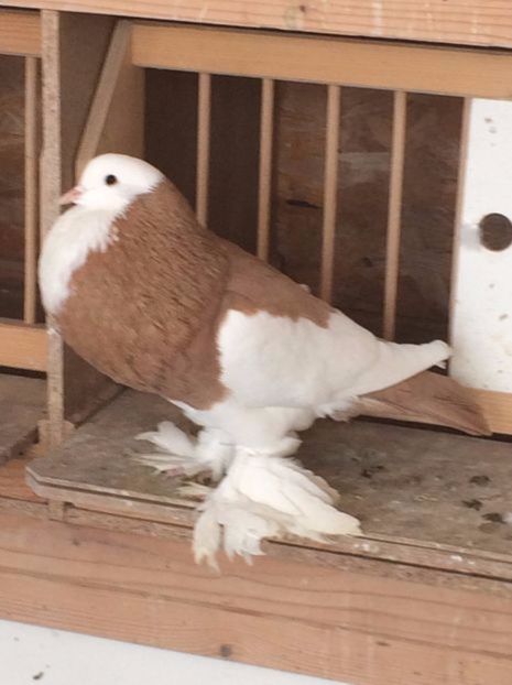 108524502_SQUORJK - Arhiva porumbei