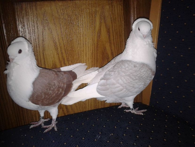 Fotografie-0159 - PESCARUSI GERMANI