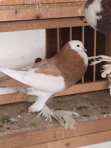 108524540_NYGQMEA3 - Arhiva porumbei