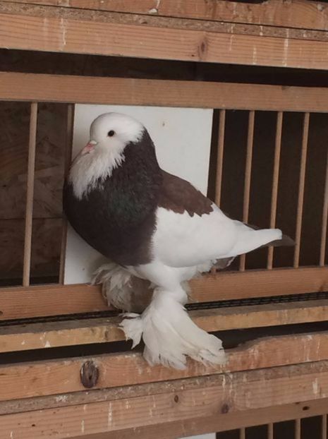 108524645_TFUJBFL - Arhiva porumbei