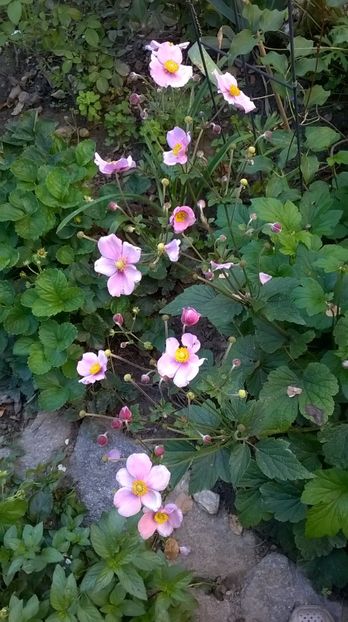  - Geranium si alte perene