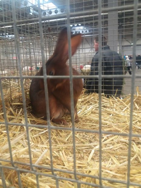  - Expozitia Nationala De Masculi Erfurt 2017
