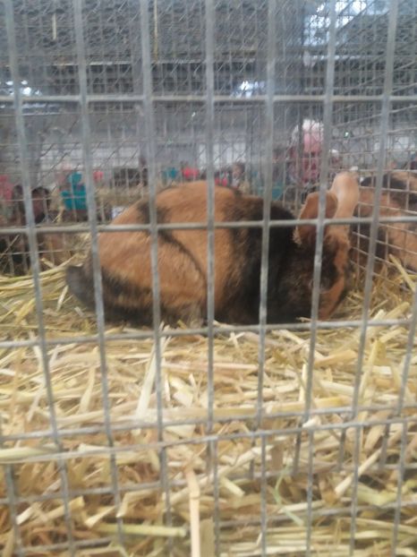  - Expozitia Nationala De Masculi Erfurt 2017