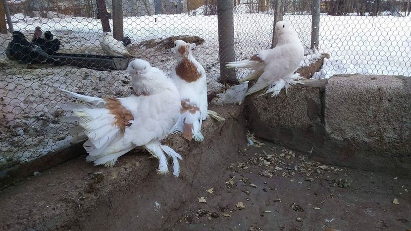 received_10208559247362418 - Starominski