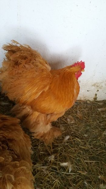  - Cochinchina galben urias tineret