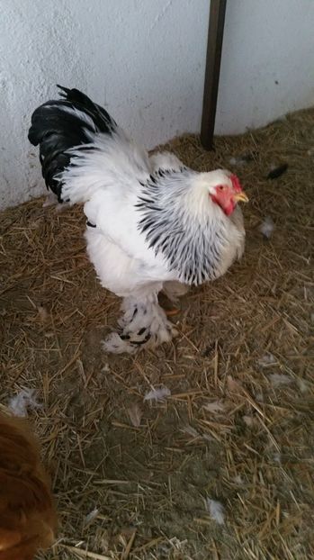  - Cocosi rezerva 2017