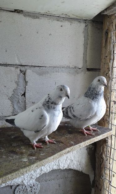  - Cuci -Albastri- Matca 2018