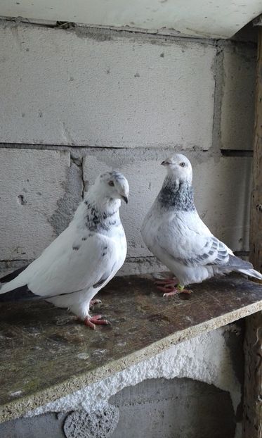  - Cuci -Albastri- Matca 2018