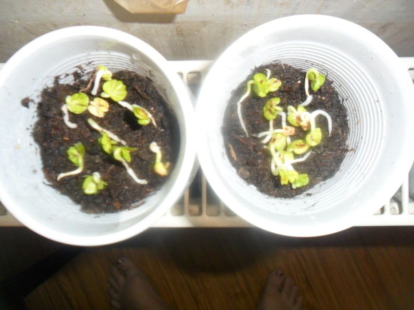 ziua a 5 - metoda mea de germinare a semintelor de hibiscus tropical
