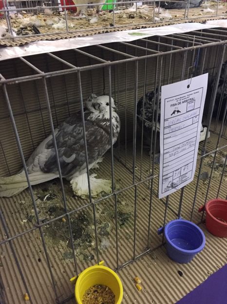  - Expozitie Fauna Banatului 2017